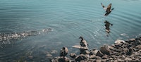 a group of ducks flying over a body of water