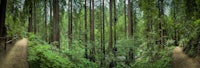 a path through a forest of redwood trees