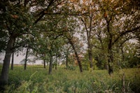 a grassy field with trees in the background