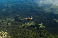 a duck is swimming in a body of water