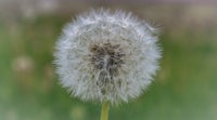 a close up of a dandelion in a field