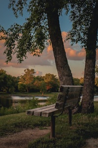 a bench under a tree in a park