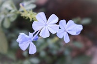 a close up of a blue flower with green leaves