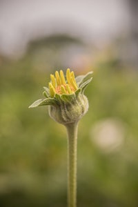 a small yellow flower with a blurry background