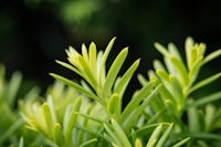 a close up of a plant with green leaves