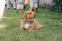 a small dog is sitting on the grass next to a group of people