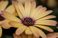 a close up of a yellow flower