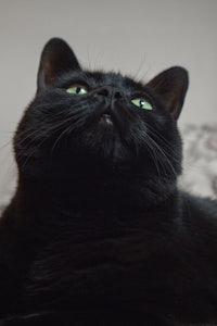 a black cat with green eyes laying on a bed