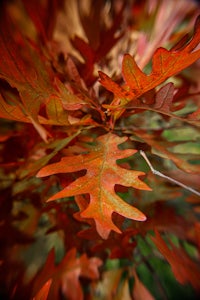 a close up of red leaves on a tree